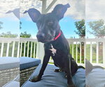 Small #6 Labrador Retriever Mix
