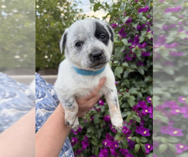 Medium Photo #1 Mutt Puppy For Sale in Riverside, CA, USA