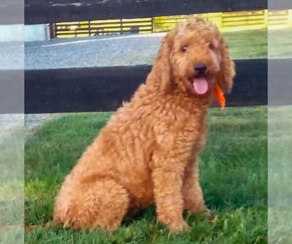 Medium Photo #1 Goldendoodle (Miniature) Puppy For Sale in GORDONVILLE, PA, USA
