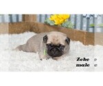 Small #3 Pug