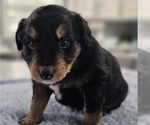 Small Photo #3 Aussiedoodle Miniature  Puppy For Sale in DALTON, GA, USA