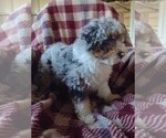 Small Photo #5 Aussiedoodle Miniature  Puppy For Sale in PARKER, PA, USA