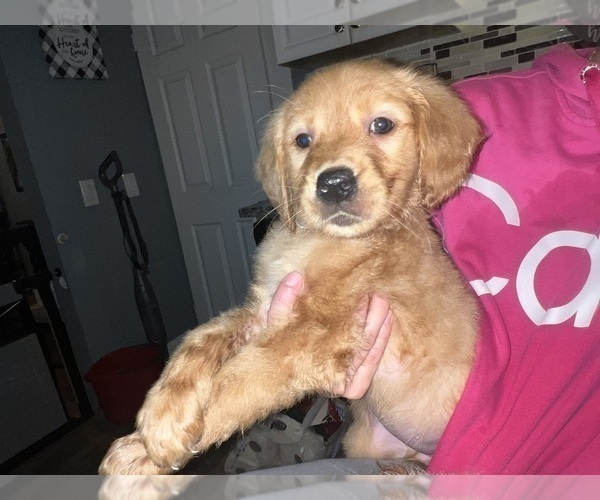 Medium Photo #6 Golden Retriever Puppy For Sale in WARWICK, RI, USA