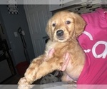 Small Photo #6 Golden Retriever Puppy For Sale in WARWICK, RI, USA