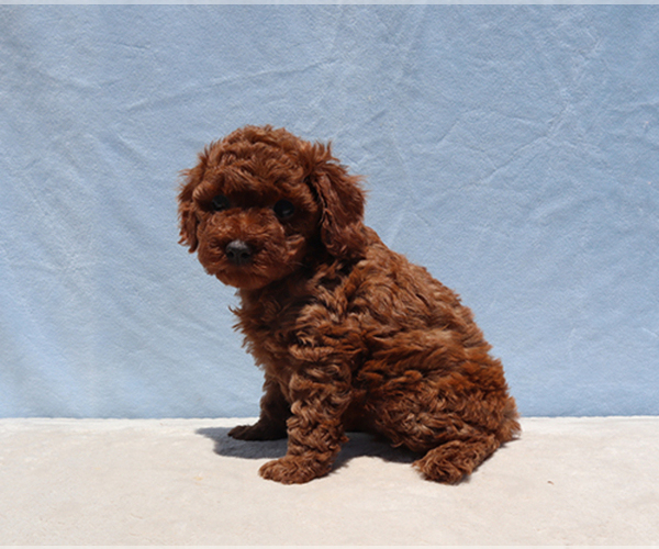 Medium Photo #4 Poodle (Toy) Puppy For Sale in LOS ANGELES, CA, USA