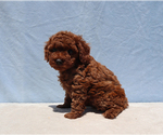 Small #3 Poodle (Toy)