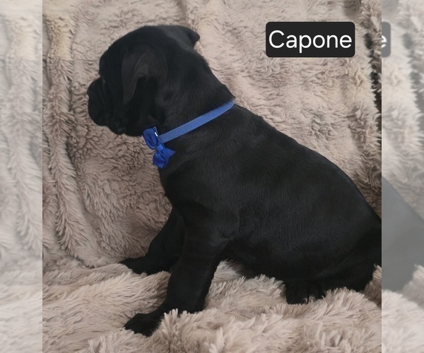 Medium Photo #4 Cane Corso Puppy For Sale in MINERAL WELLS, WV, USA