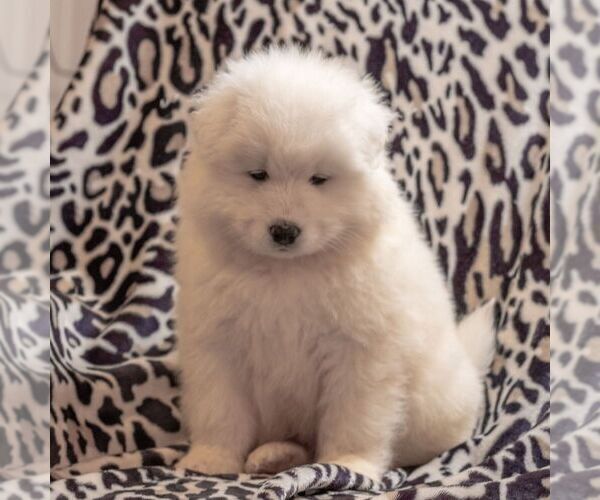 Medium Photo #1 Samoyed Puppy For Sale in CASCADE, MD, USA