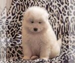 Small Photo #1 Samoyed Puppy For Sale in CASCADE, MD, USA