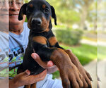 Puppy Black Female Doberman Pinscher