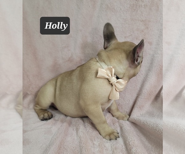 Medium Photo #8 French Bulldog Puppy For Sale in MINERAL WELLS, WV, USA