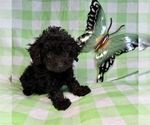 Small #16 Poodle (Toy)