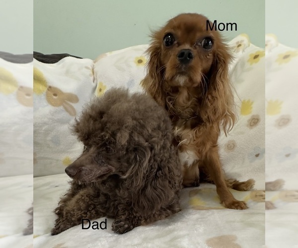 Medium Photo #1 Cavapoo (Miniature) Puppy For Sale in GILBERTSVILLE, PA, USA