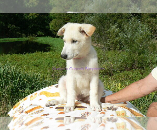 Medium Photo #5 German Shepherd Dog Puppy For Sale in PIEDMONT, MO, USA