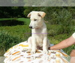 Small Photo #5 German Shepherd Dog Puppy For Sale in PIEDMONT, MO, USA