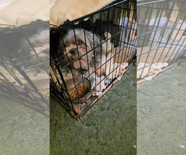 Medium Photo #5 Shih Tzu Puppy For Sale in Lewistown, PA, USA