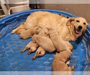 Mother of the Golden Retriever puppies born on 03/03/2024