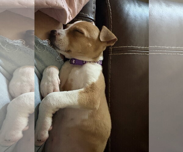 Medium Photo #7 American Staffordshire Terrier-Unknown Mix Puppy For Sale in Holly Springs, NC, USA