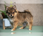 Puppy Winston Pomsky