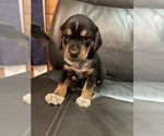 Small Beagle-Chihuahua Mix