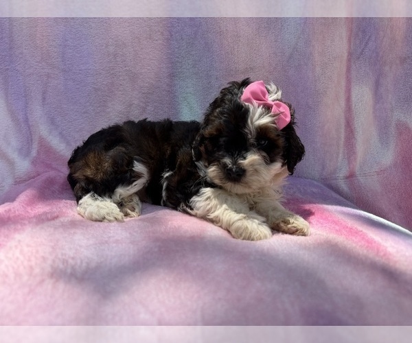 Medium Photo #6 Cockapoo (Miniature) Puppy For Sale in LAKELAND, FL, USA