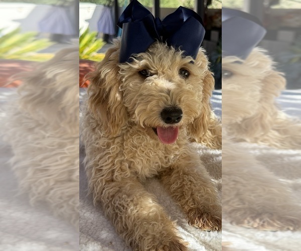 Medium Photo #9 Goldendoodle mix (+ Poodle Miniature) Puppy For Sale in MENIFEE, CA, USA