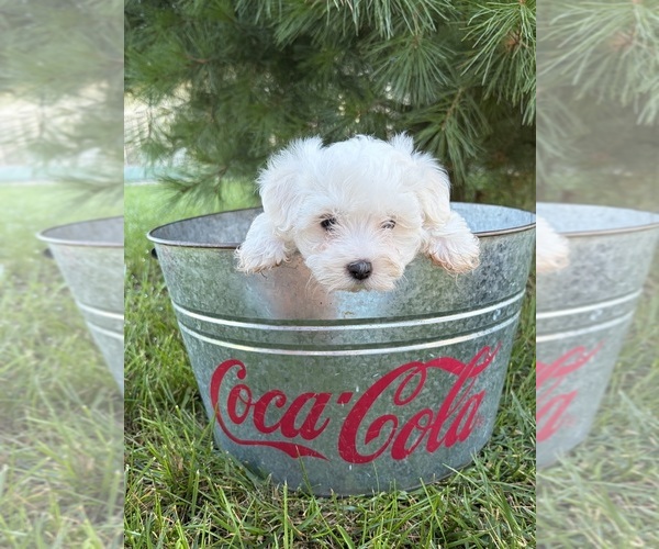 Medium Photo #4 Maltese Puppy For Sale in MIDDLEBURY, IN, USA