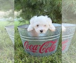 Small #3 Maltese