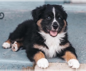 Miniature Australian Shepherd Puppy for sale in CAPE CORAL, FL, USA
