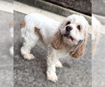 Small #5 Cocker Spaniel