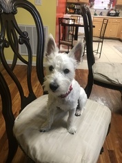 West Highland White Terrier Puppy for sale in NEWARK, NJ, USA