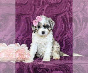 Miniature Bernedoodle Puppy for sale in OXFORD, PA, USA