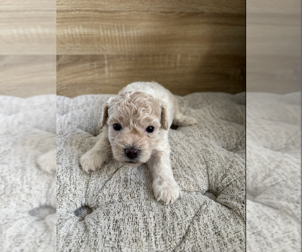 Medium Photo #40 Bichpoo Puppy For Sale in NORTH PORT, FL, USA