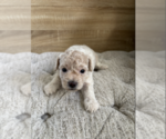 Small #5 Bichpoo