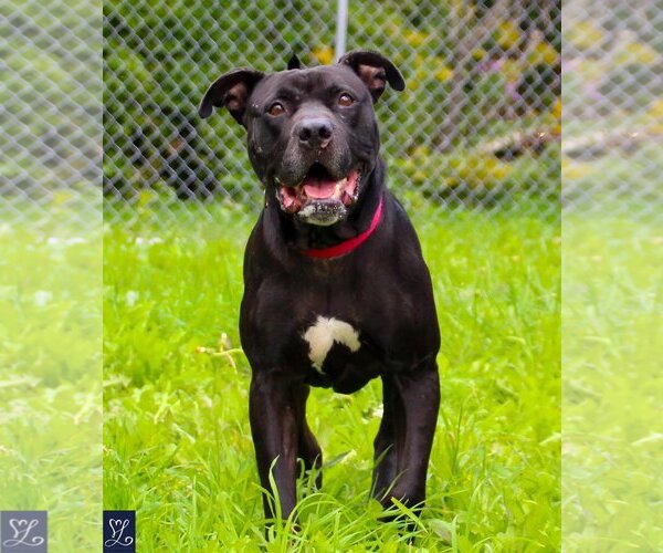 Medium Photo #8 American Staffordshire Terrier-Unknown Mix Puppy For Sale in Lockport, NY, USA