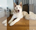 Small Samoyed-Siberian Husky Mix