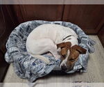 Small #3 American Bulldog-Pointer Mix