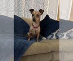 Small Chihuahua Mix