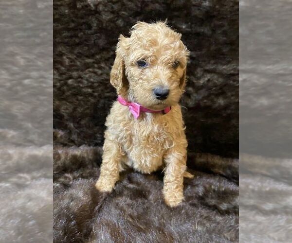 Medium Photo #8 Poodle (Standard) Puppy For Sale in JUDSONIA, AR, USA