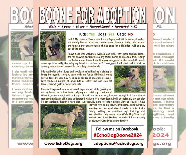 Medium Photo #4 German Shepherd Dog-Unknown Mix Puppy For Sale in Hoffman Estates, IL, USA