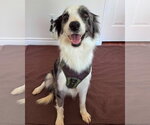 Small #2 Border Collie Mix
