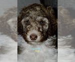 Puppy Oscar Poodle (Standard)