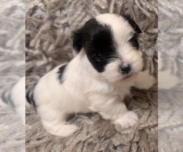 Medium Photo #1 Yorkshire Terrier Puppy For Sale in VIRGINIA BEACH, VA, USA