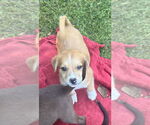 Small #3 Labrador Retriever Mix