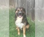 Small Photo #2 Australian Shepherd-Unknown Mix Puppy For Sale in Tabernash, CO, USA