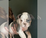 Small Photo #8 Bulldog Puppy For Sale in PORTERVILLE, CA, USA