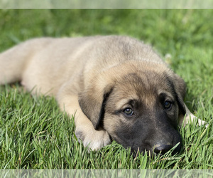 Anatolian Shepherd-German Shepherd Dog Mix Puppy for sale in PUTNAM STATION, NY, USA