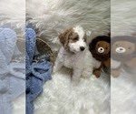 Puppy Zeus Goldendoodle (Miniature)