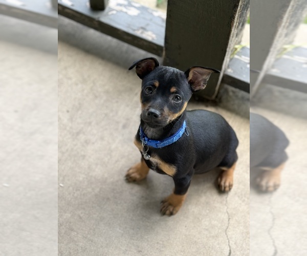 Medium Photo #1 Miniature Pinscher Puppy For Sale in WOODSTOCK, IL, USA
