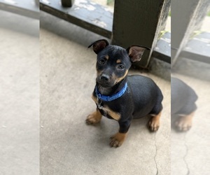 Miniature Pinscher Puppy for sale in WOODSTOCK, IL, USA
